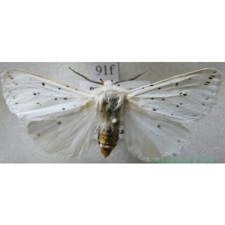 Spilosoma lubricipeda (Linnaeus, 1758) Szewnica miętówka Czech91f